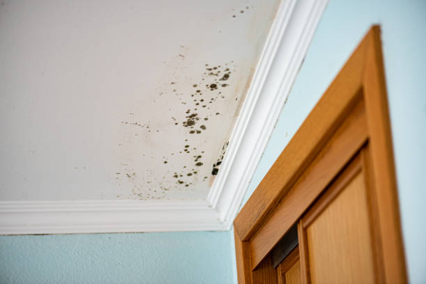 Best Certified Mold Removal  in Rose Hill, VA