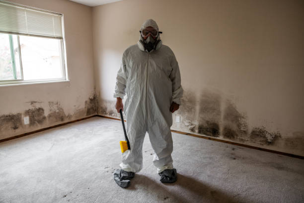 Professional Mold Removal in Rose Hill, VA