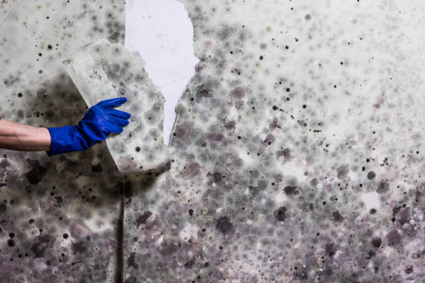 Best Mold Testing  in Rose Hill, VA