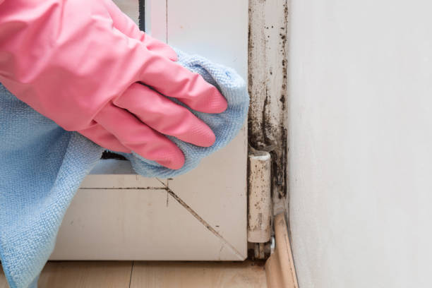 Best Fast Mold Removal  in Rose Hill, VA