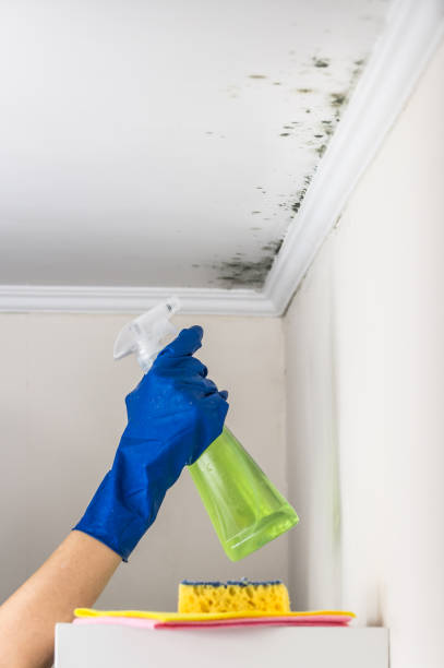 Best Fast Mold Removal  in Rose Hill, VA